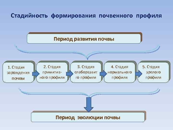 Стадийность формирования почвенного профиля Период развития почвы 1. Стадия зарождения почвы 2. Стадия примитивного