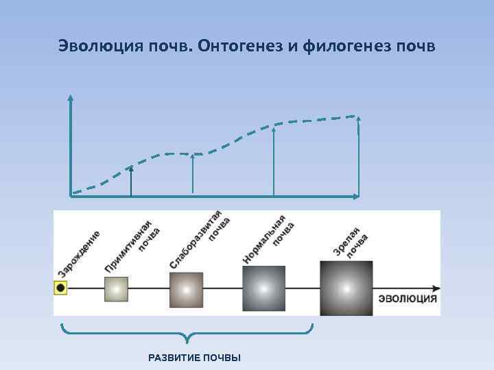 Развитие почв