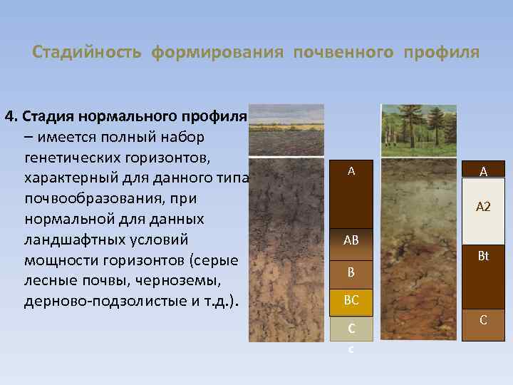 Какие почвы относятся к азональным типам подзолистые. Почвенный профиль таблица 8 класс география. Схема строения почвенного профиля. Почвенный профиль почв. Генетические почвенные горизонты.
