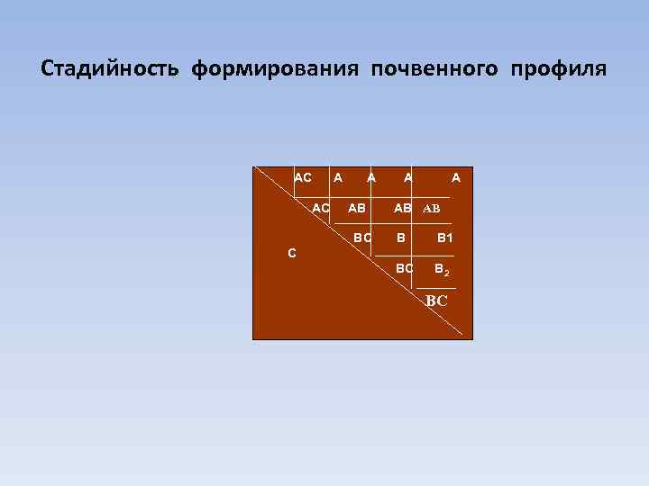 Стадийность формирования почвенного профиля АС АС А А АВ ВС А А АВ АВ