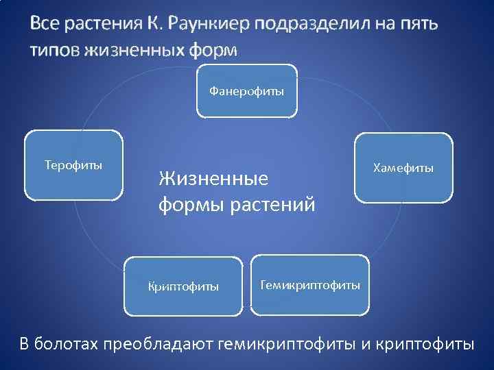 Все растения К. Раункиер подразделил на пять типов жизненных форм Фанерофиты Терофиты Жизненные формы