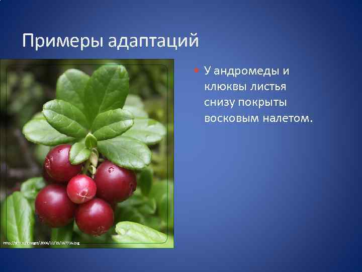 Примеры адаптаций У андромеды и клюквы листья снизу покрыты восковым налетом. http: //skill. ru/images/2006/11/15/167716.