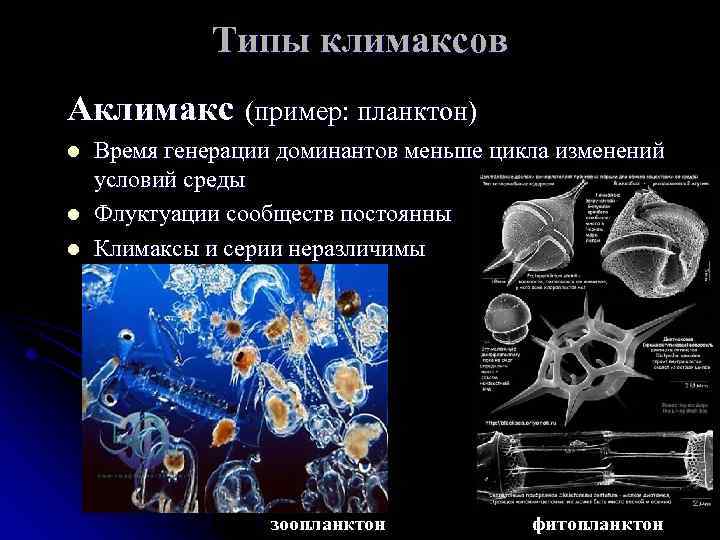 Типы климаксов Аклимакс (пример: планктон) l l l Время генерации доминантов меньше цикла изменений