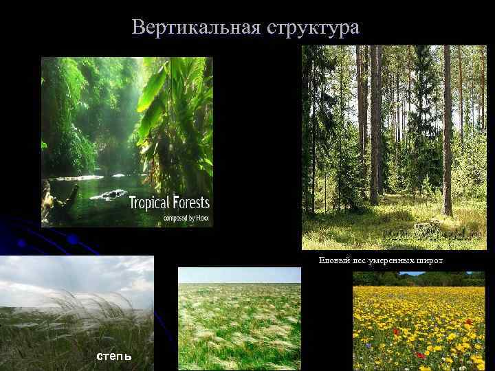 Вертикальная структура Еловый лес умеренных широт степь континуальность луг 