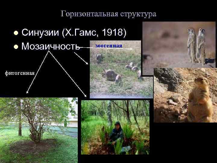 Горизонтальная структура Синузии (Х. Гамс, 1918) зоогенная l Мозаичность l фитогенная 