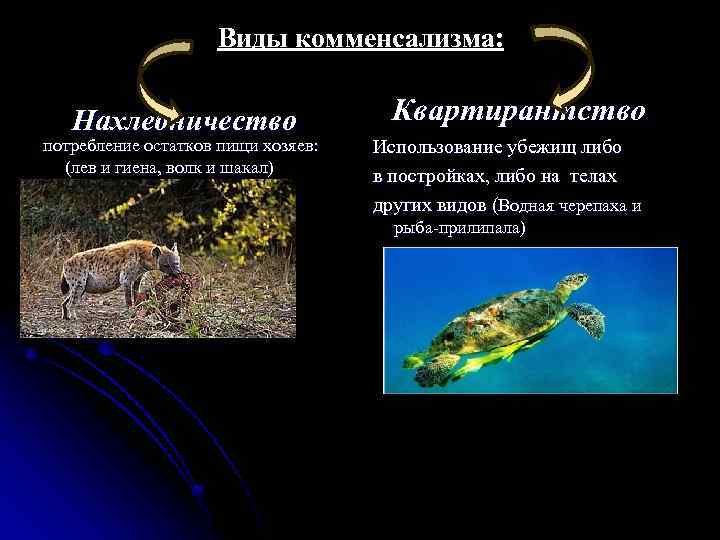 Виды комменсализма: Нахлебничество потребление остатков пищи хозяев: (лев и гиена, волк и шакал) Квартирантство