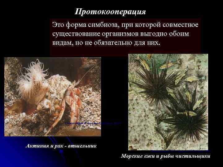 Протокооперация Это форма симбиоза, при которой совместное существование организмов выгодно обоим видам, но не