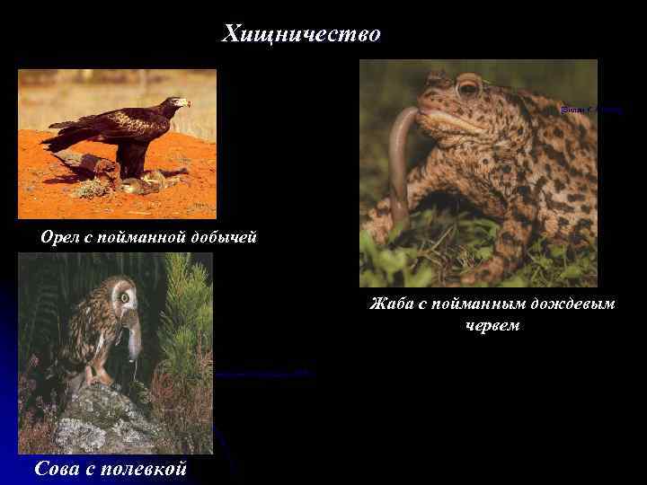 Хищничество [Вилли К. А. , 1985] Орел с пойманной добычей Жаба с пойманным дождевым