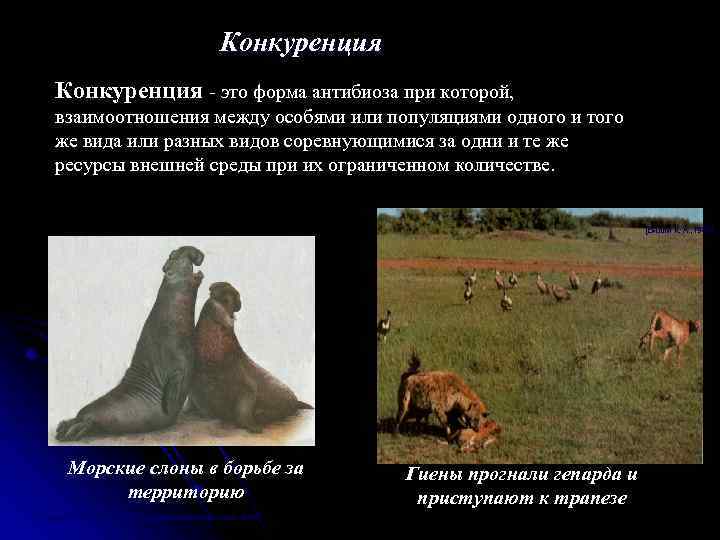 Конкуренция - это форма антибиоза при которой, взаимоотношения между особями или популяциями одного и