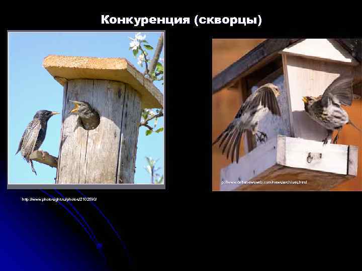 Конкуренция (скворцы) p: //www. deltanewsweb. com/news/archives. html p: //www. deltanewsweb. com/news/ http: //www. photosight.