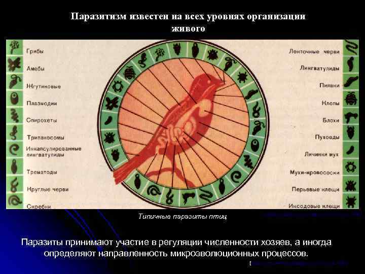 Паразитизм известен на всех уровнях организации живого Типичные паразиты птиц [Энциклопедический словарь юного биолога.