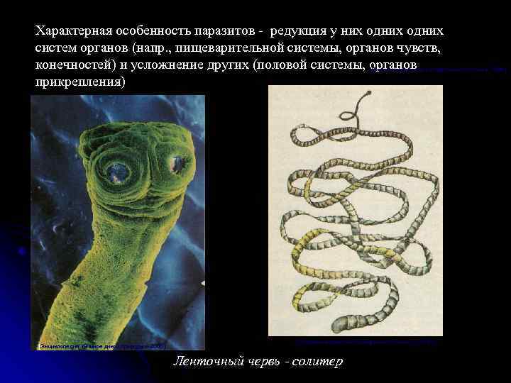 Характерная особенность паразитов - редукция у них одних систем органов (напр. , пищеварительной системы,