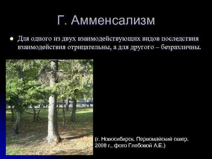 Г. Амменсализм l Для одного из двух взаимодействующих видов последствия взаимодействия отрицательны, а для