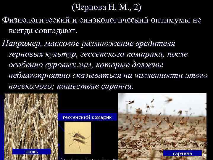 (Чернова Н. М. , 2) Физиологический и синэкологический оптимумы не всегда совпадают. Например, массовое