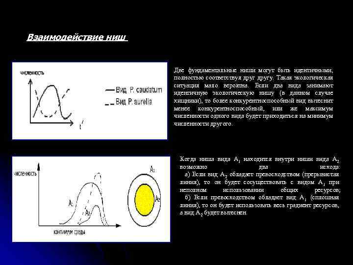  Взаимодействие ниш Две фундаментальные ниши могут быть идентичными, полностью соответствуя другу. Такая экологическая