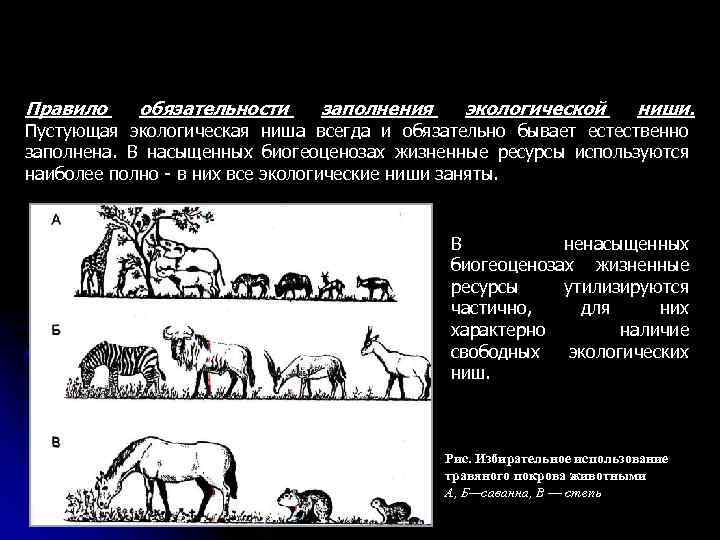 Экологическая ниша и межвидовые отношения 11 класс презентация