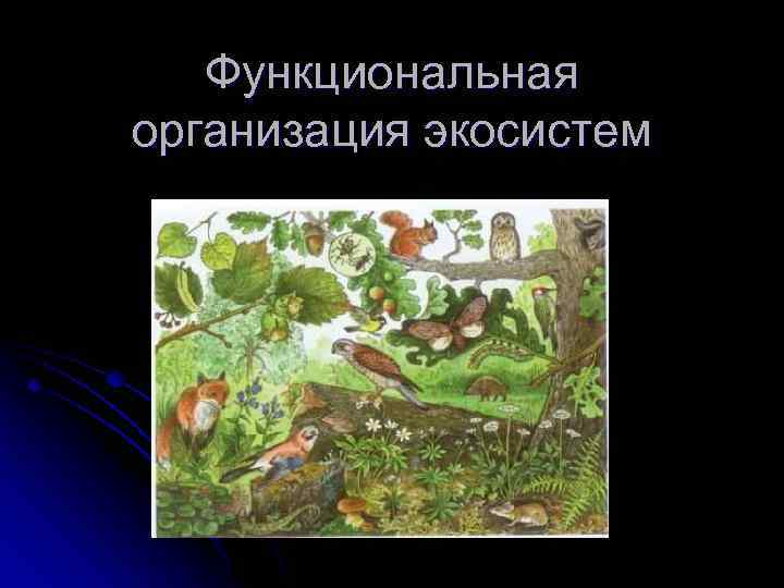 Функциональная организация экосистем 