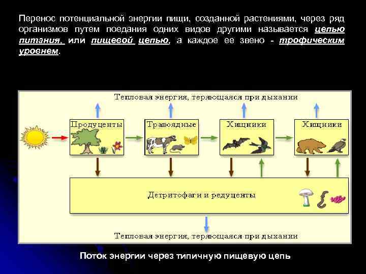 Перенос потенциальной энергии пищи, созданной растениями, через ряд организмов путем поедания одних видов другими