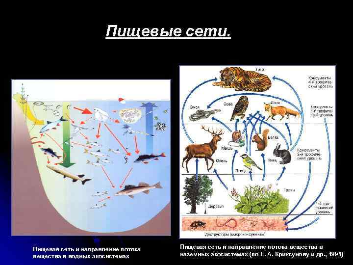 Пищевые сети. Пищевая сеть и направление потока вещества в водных экосистемах Пищевая сеть и