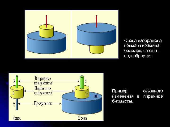 Слева изображена прямая пирамида биомасс, справа – перевёрнутая Пример сезонного изменения в пирамиде биомассы.