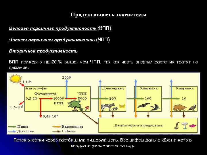  Продуктивность экосистемы Валовая первичная продуктивность (ВПП) Чистая первичная продуктивность (ЧПП) Вторичная продуктивность ВПП