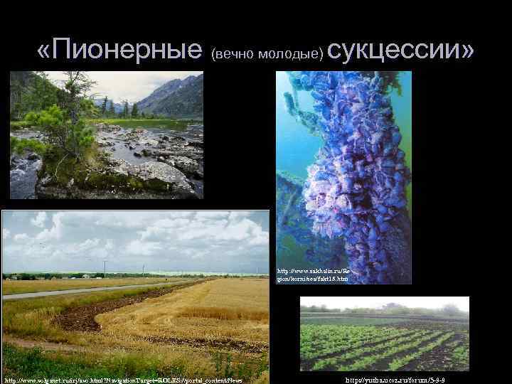  «Пионерные (вечно молодые) сукцессии» http: //www. sakhalin. ru/Re gion/korni/sea/fakt 18. htm http: //www.