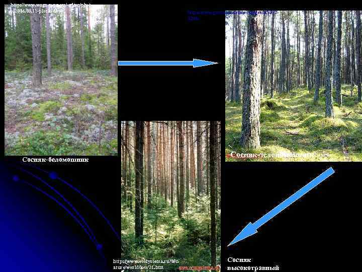 http: //www. wagner. pp. ru/~vitus/phot o/2004. 09. 11 -ploskoe/ http: //www. geonature. ru/worldgeo/05 -8