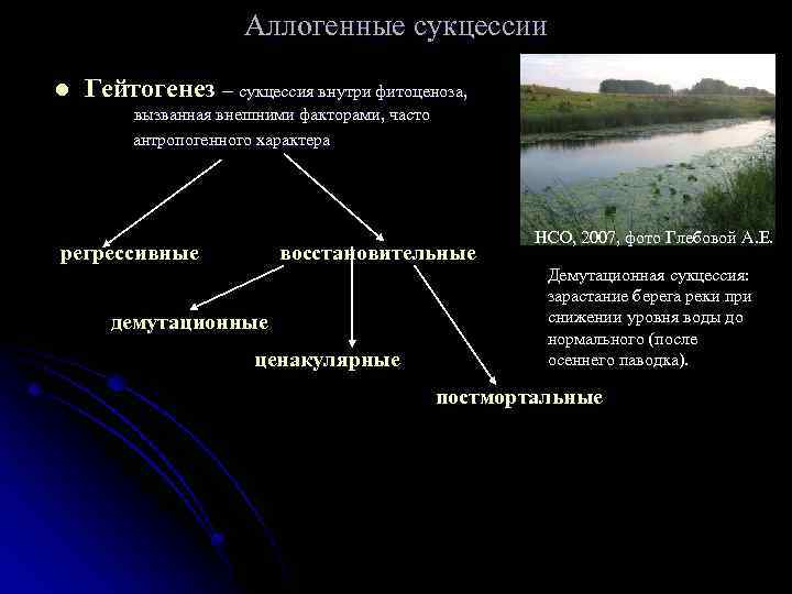 Аллогенные сукцессии l Гейтогенез – сукцессия внутри фитоценоза, вызванная внешними факторами, часто антропогенного характера