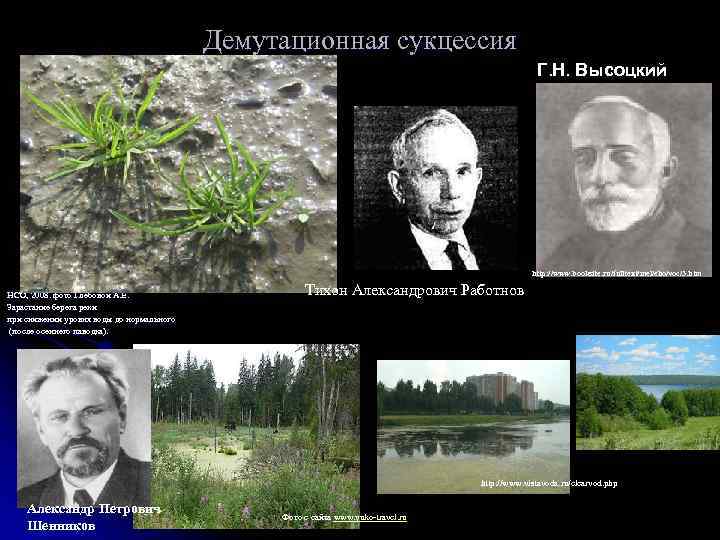 Демутационная сукцессия Г. Н. Высоцкий http: //www. booksite. ru/fulltext/mel/eho/voc/3. htm НСО, 2008. фото Глебовой