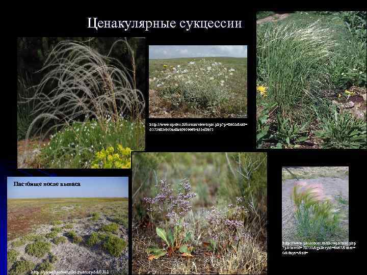 Ценакулярные сукцессии http: //www. speleo. lt/forum/viewtopic. php? p=8403&sid= d 172982 ebf 0 ae 8