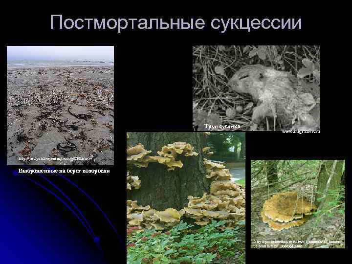 Постмортальные сукцессии Труп суслика www. migranov. ru http: //pavlyuk. livejournal. com/95768. html Выброшенные на