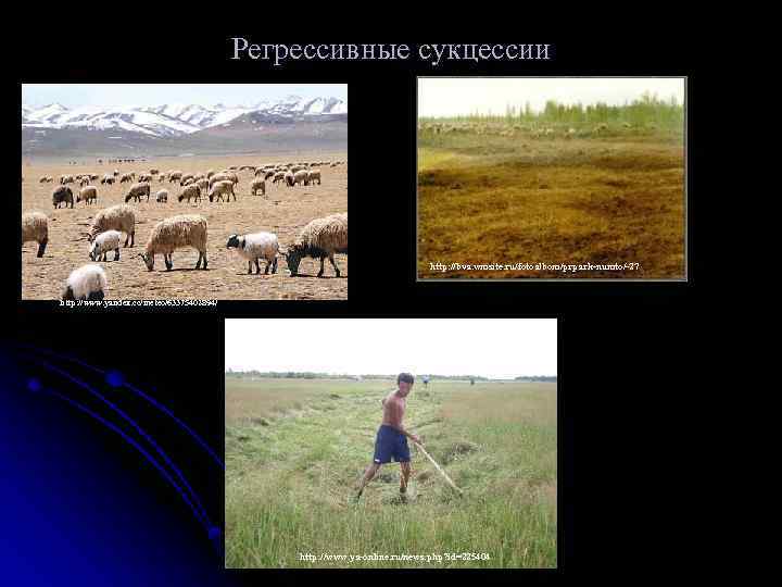 Регрессивные сукцессии http: //bva. wmsite. ru/fotoalbom/prpark-numto/-27 http: //www. yandex. cc/meteo/63375402894/ http: //www. ya-online. ru/news.