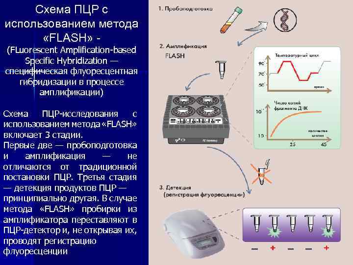 Схема ПЦР с использованием метода «FLASH» (FLuorescent Amplification-based Specific Hybridization — специфическая флуоресцентная гибридизации