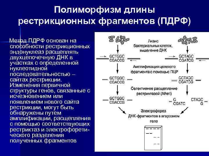 Полиморфизм длины рестрикционных фрагментов (ПДРФ) Метод ПДРФ основан на способности рестрикционных эндонуклеаз расщеплять двухцепочечную