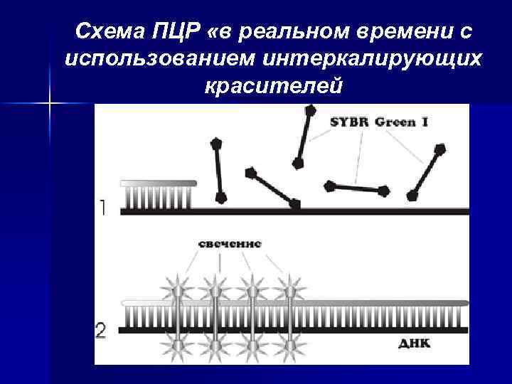 Схема ПЦР «в реальном времени с использованием интеркалирующих красителей 