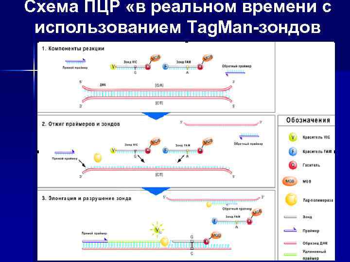 Схема ПЦР «в реальном времени с использованием Tag. Man-зондов принцип работы Taq. Man-зондов 