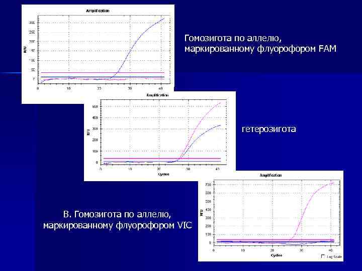 Гомозигота по аллелю, маркированному флуорофором FAM гетерозигота В. Гомозигота по аллелю, маркированному флуорофором VIC