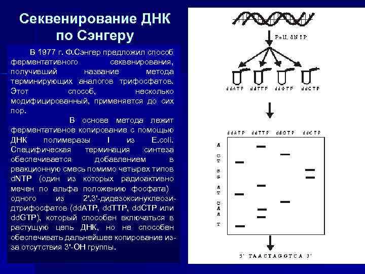 Секвенирование по сэнгеру схема