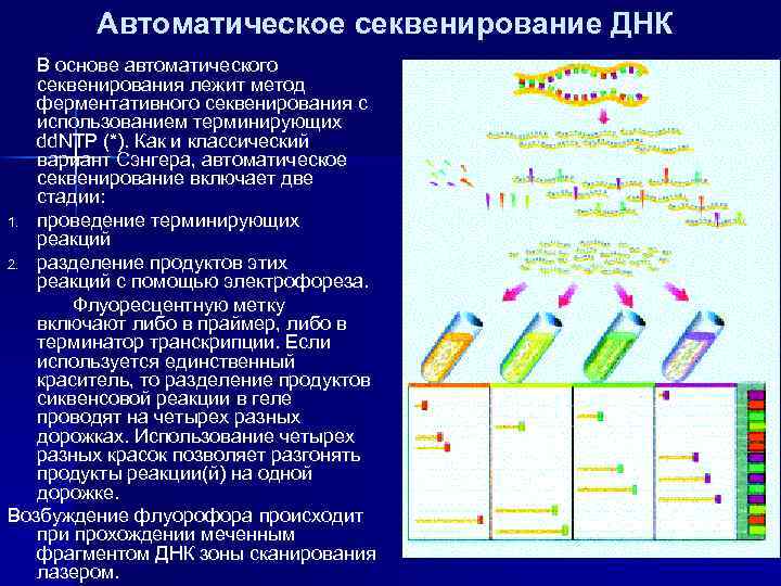 Секвенирование по сэнгеру схема