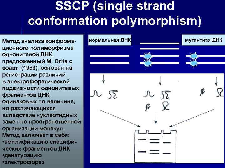 SSCP (single strand conformation polymorphism) Метод анализа конформационного полиморфизма однонитевой ДНК, предложенный М. Orita