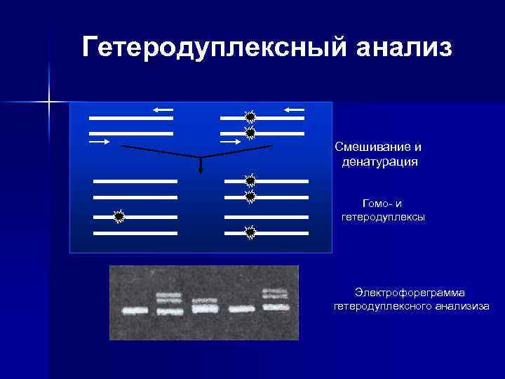 Гетеродуплексный анализ Смешивание и денатурация Гомо- и гетеродуплексы Электрофореграмма гетеродуплексного анализиза 