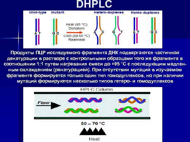 DHPLC Продукты ПЦР исследуемого фрагмента ДНК подвергаются частичной денатурации в растворе с контрольными образцами