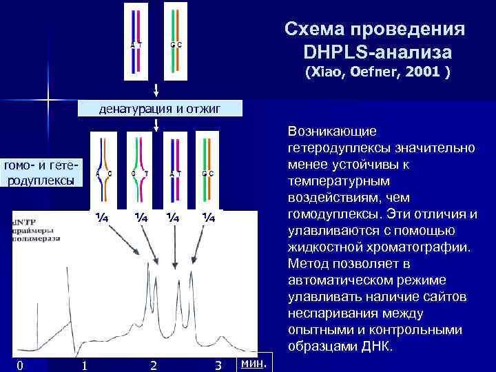 Схема проведения DHPLS-анализа (Xiao, Oefner, 2001 ) денатурация и отжиг Возникающие гетеродуплексы значительно менее