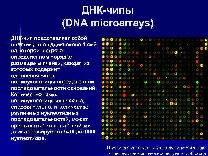 ДНК-чипы (DNA microarrays) ДНК-чип представляет собой пластину площадью около 1 см 2, на которой