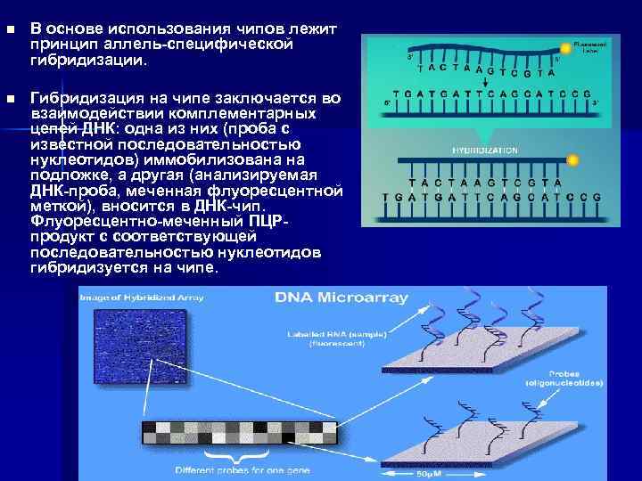 n В основе использования чипов лежит принцип аллель-специфической гибридизации. n Гибридизация на чипе заключается