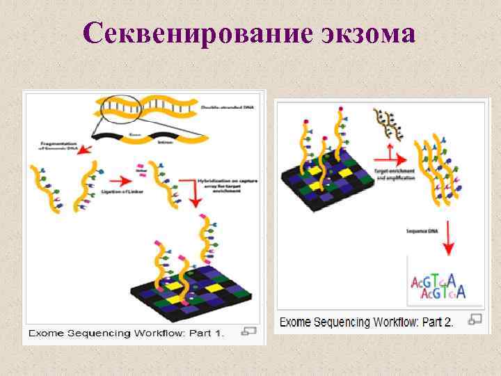 Секвенирование экзома 