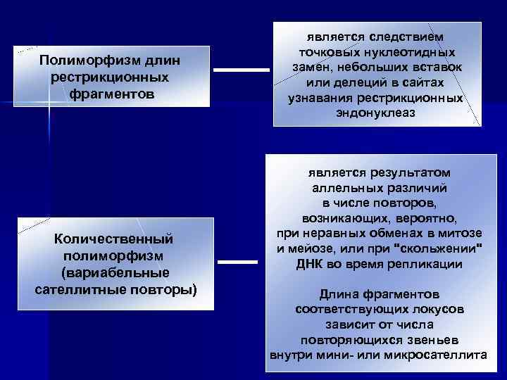 Полиморфизм длин рестрикционных фрагментов Количественный полиморфизм (вариабельные сателлитные повторы) является следствием точковых нуклеотидных замен,