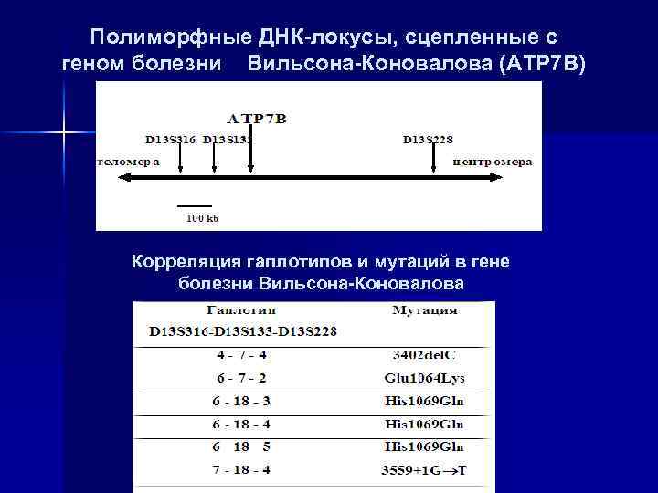 Полиморфные ДНК-локусы, сцепленные с геном болезни Вильсона-Коновалова (ATP 7 B) Корреляция гаплотипов и мутаций