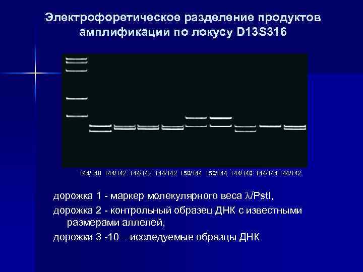 Электрофоретическое разделение продуктов амплификации по локусу D 13 S 316 144/140 144/142 150/144 144/140