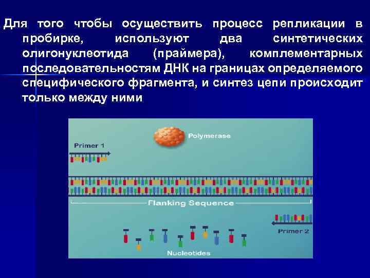 Для того чтобы осуществить процесс репликации в пробирке, используют два синтетических олигонуклеотида (праймера), комплементарных